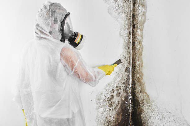 Best Mold Removal Company Near Me  in Charlestown, IN