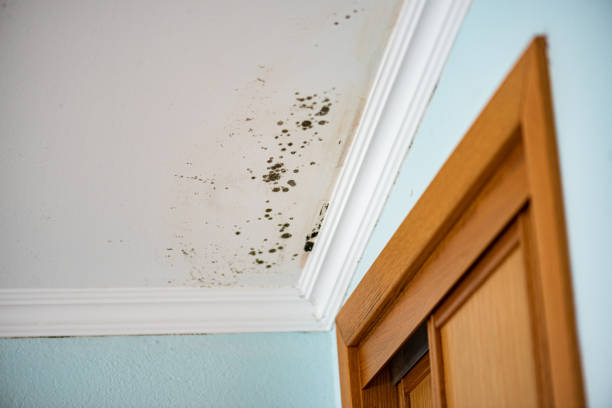 Best Mold Remediation Services  in Charlestown, IN