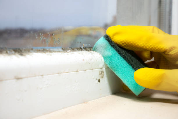 Best Affordable Mold Removal  in Charlestown, IN