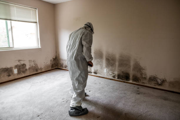 Best Residential Mold Removal  in Charlestown, IN