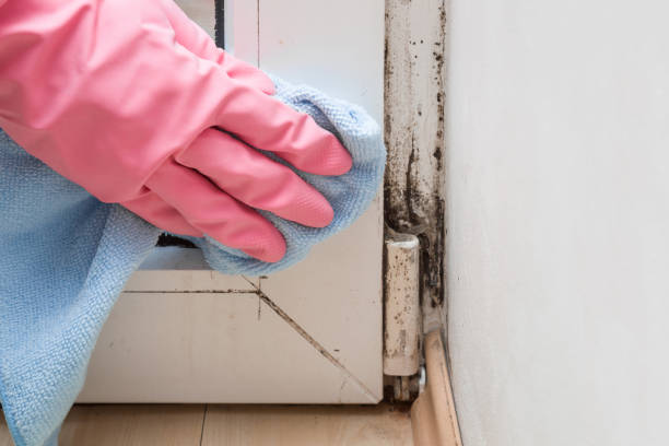 Best Mold Cleaning Services  in Charlestown, IN