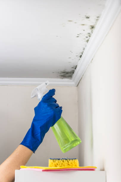 Best Commercial Mold Removal  in Charlestown, IN